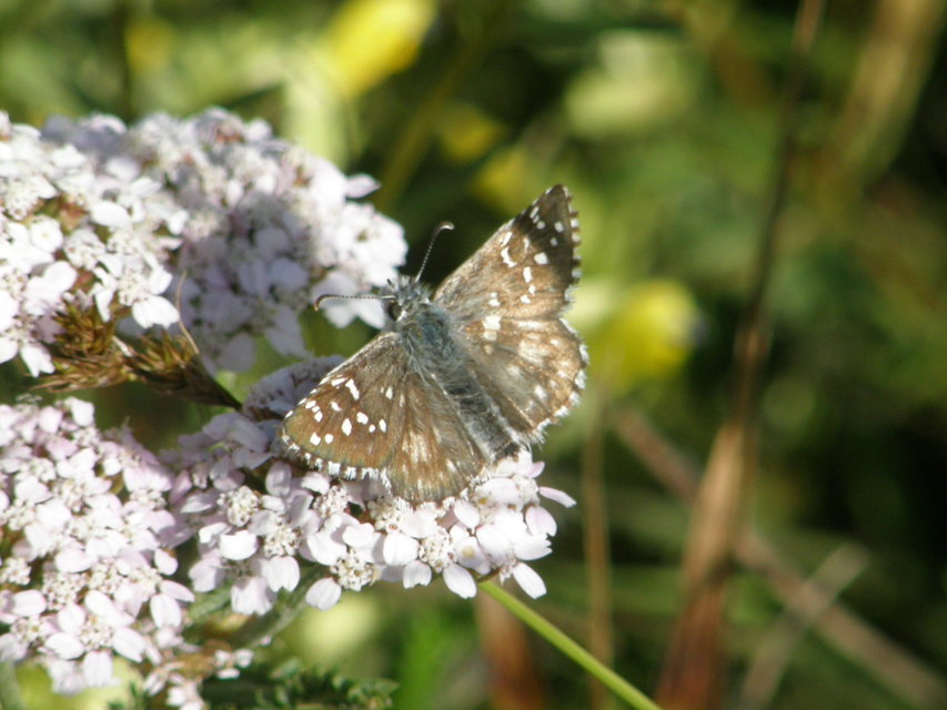 Pyrgus armoricanus - feles busalepke