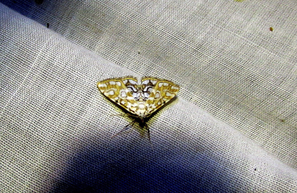 Elophila nymphaeata - tarka vízimoly
