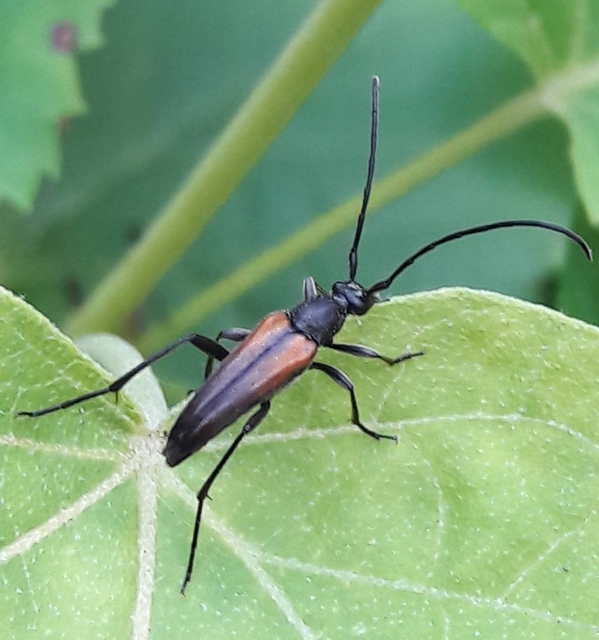 Stenurella melanura - feketevégű karcsúcincér