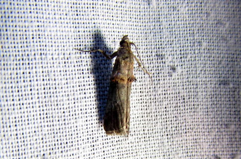 Trachonitis cristella - bokorrágó karcsúmoly
