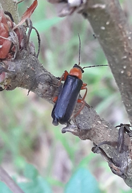 Cordicantharis longicollis