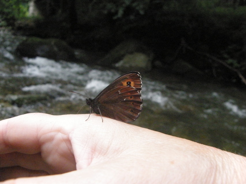 Erebia ligea - fehércsíkú szerecsenlepke