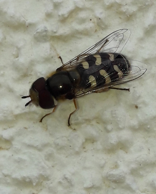 Scaeva pyrastri - gyakori nagyhomlokúlégy