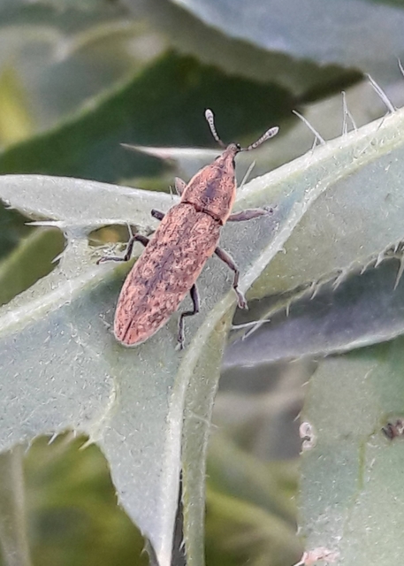 Lixus cardui/filiformis