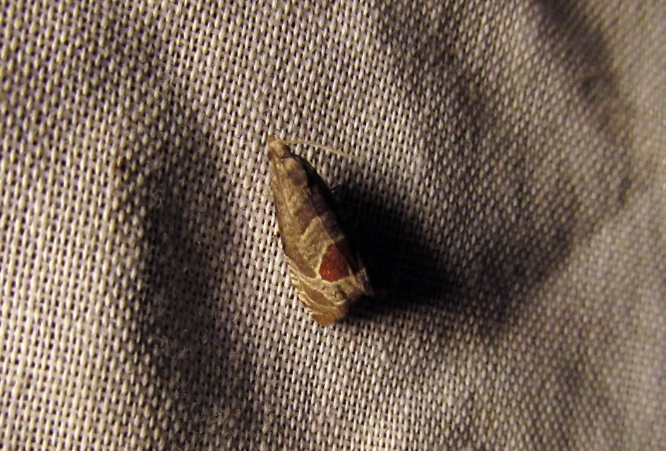 Notocelia uddmanniana - málnasodró tükrösmoly