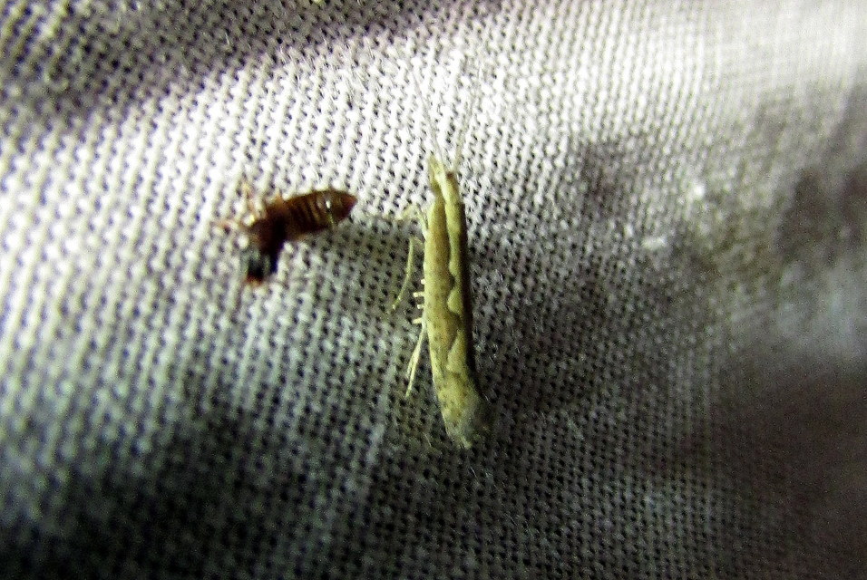 Plutella xylostella - káposztamoly