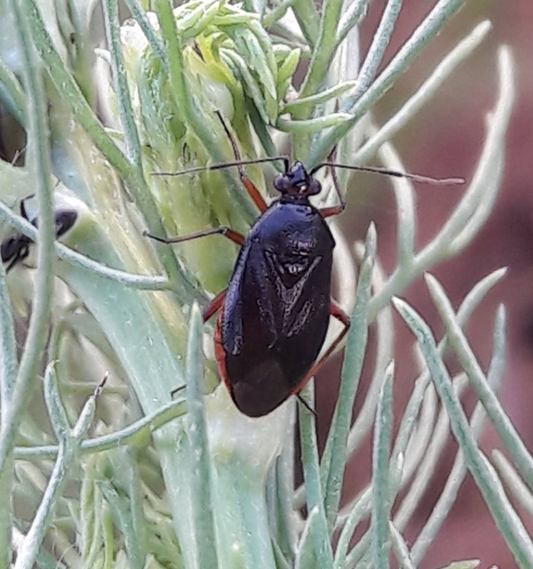 Deraeocoris ventralis