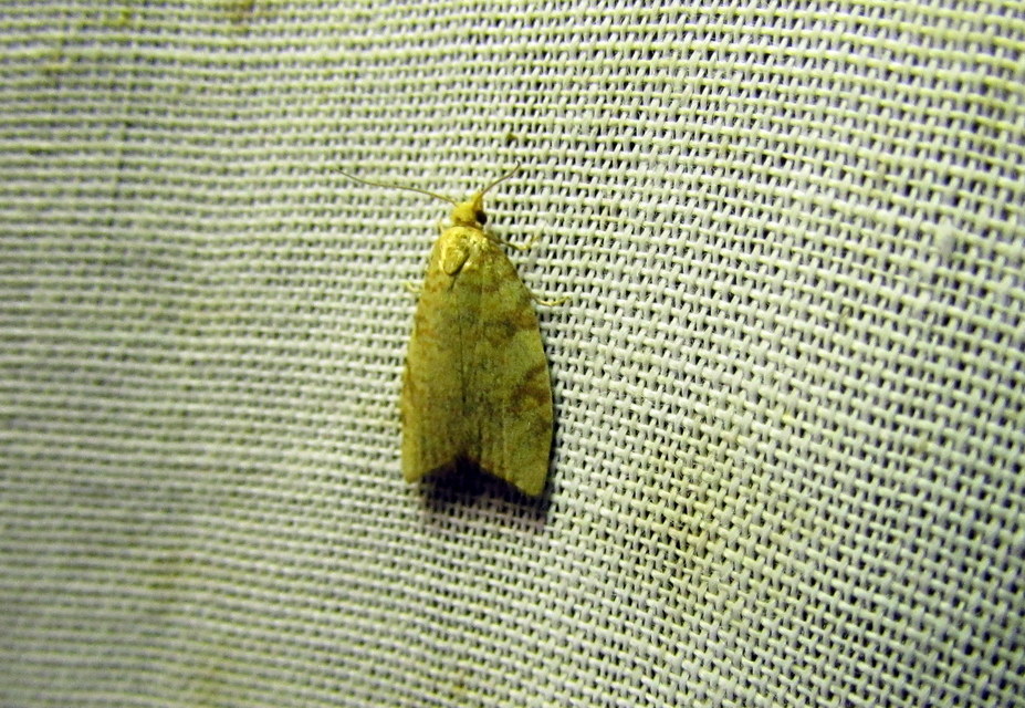 Aleimma loeflingiana - tölgylevél-sodrómoly Aleimma loeflingiana - tölgylevél-sodrómoly
