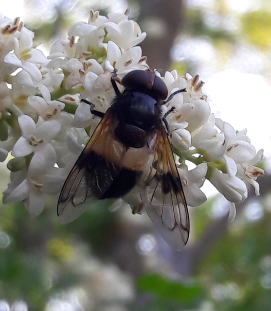 Volucella pellucens - üvegpotrohú pihelégy