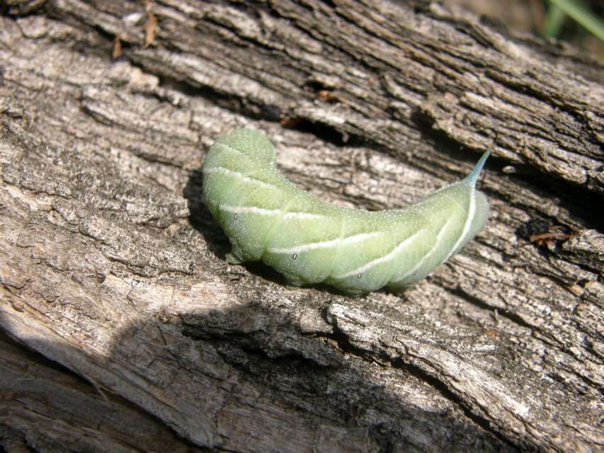 Smerinthus ocellatus - esti pávaszem