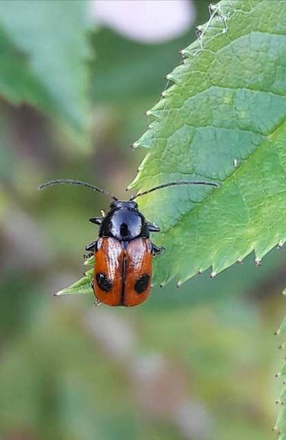 Cryptocephalus bipunctatus - kétpettyes zömökbogár