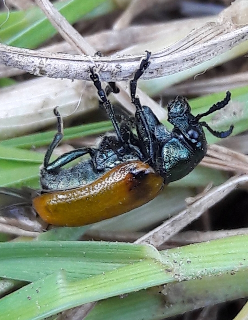 Labidostomis Labidostomis