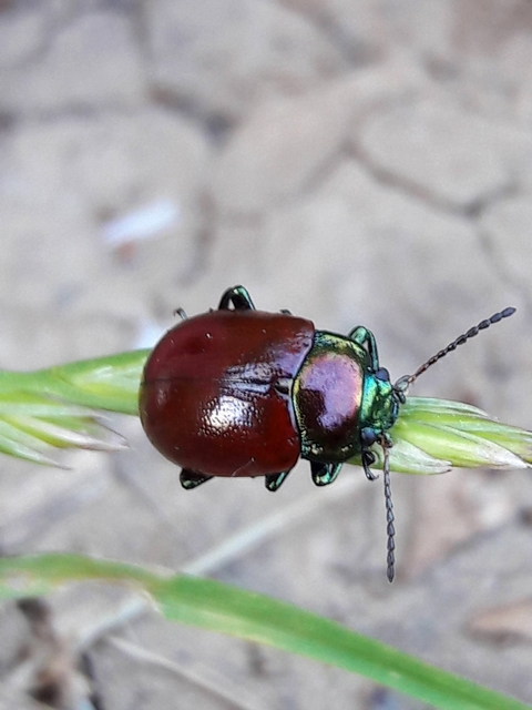 Chrysolina polita - réti mentalevelész