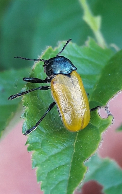 Labidostomis