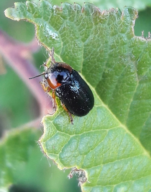 Smaragdina