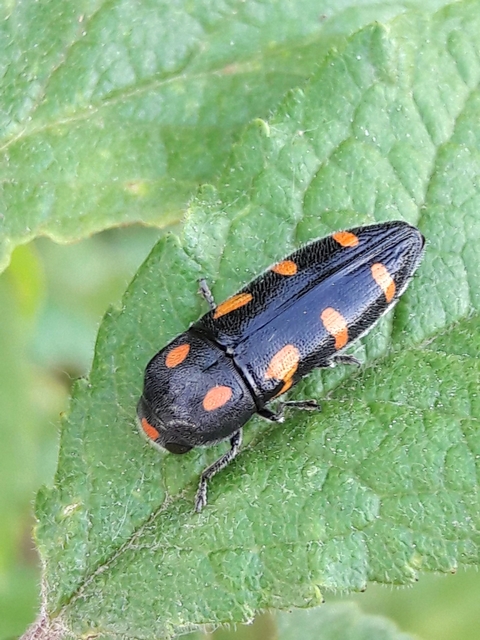 Ptosima undecimmaculata - sárgafoltos díszbogár