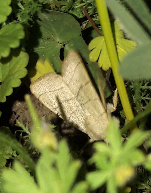 Charanyca trigrammica - háromsávos lombbagoly