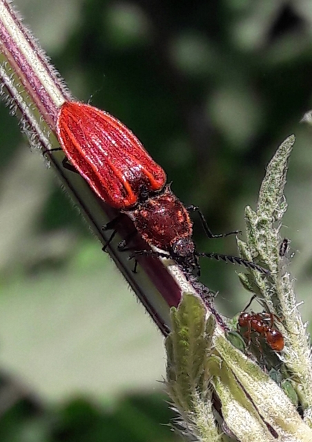 Anostirus purpureus - tűzvörös pattanó