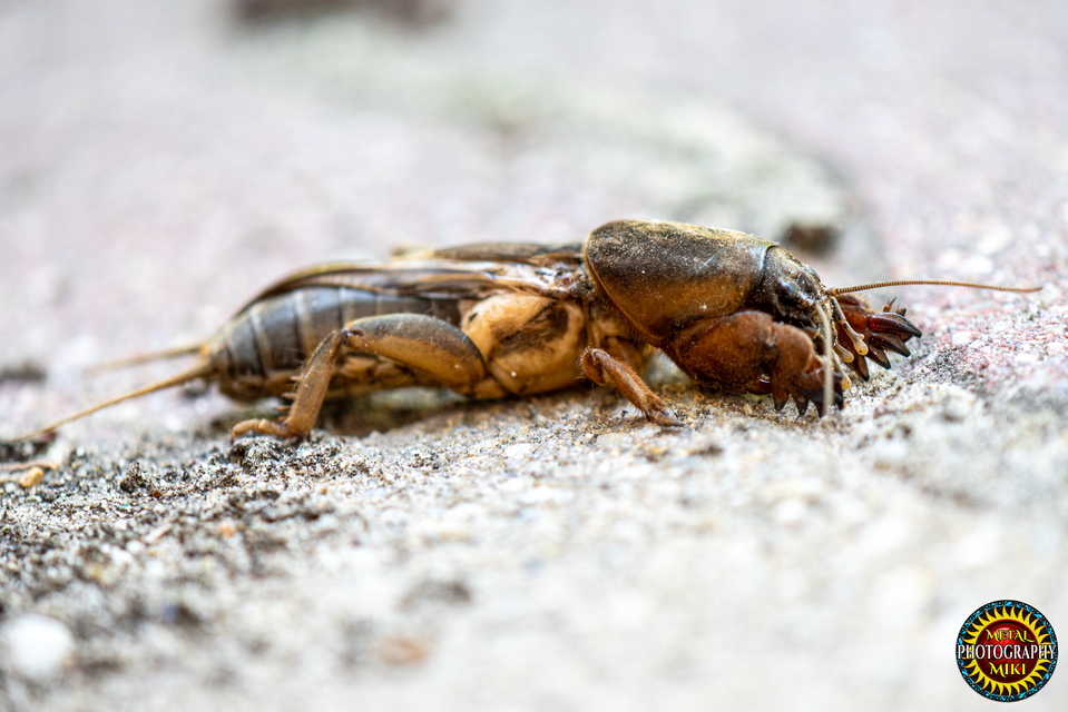 Gryllotalpa