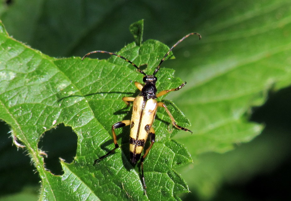 Rutpela maculata - tarkacsápú karcsúcincér