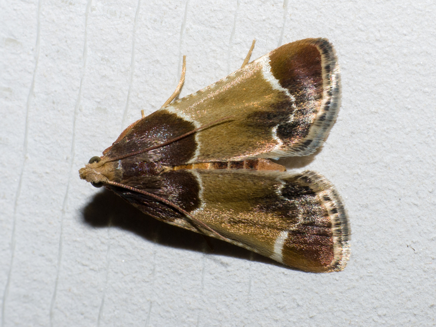 Pyralis farinalis - lisztilonca