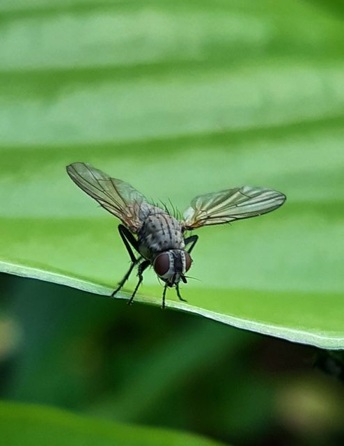 Anthomyiidae - viráglegyek