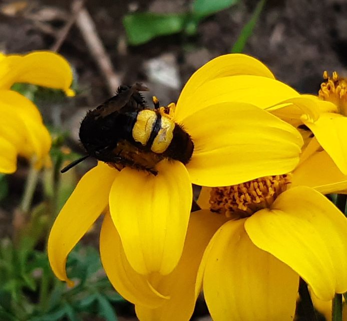 Megascolia maculata - óriás-tőrösdarázs