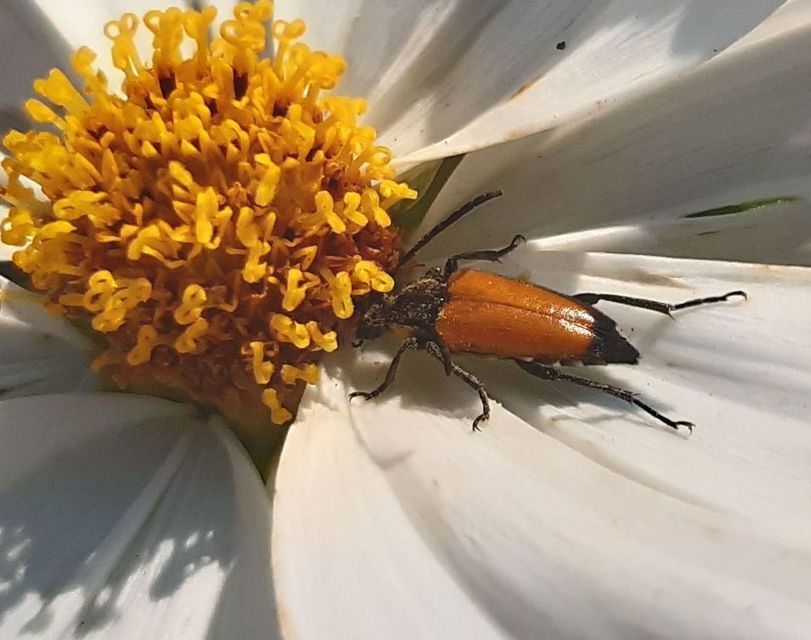 Stictoleptura fulva - vörhenyes virágcincér