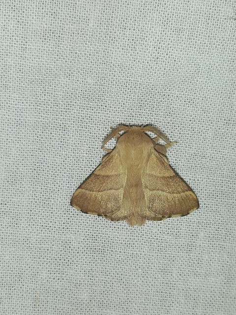 Malacosoma neustria - gyűrűsszövő