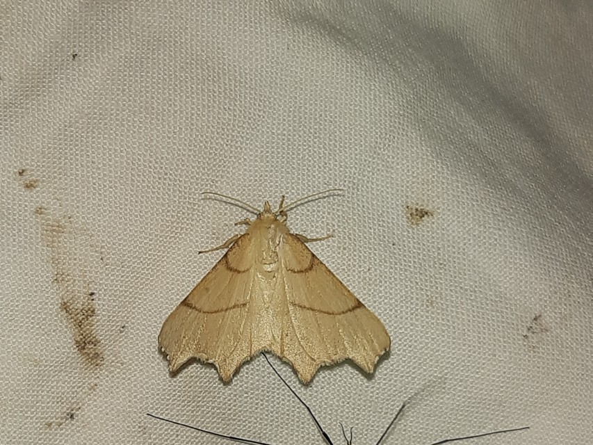 Ennomos erosaria - hársfa-levélaraszoló