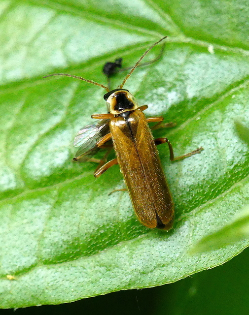 Cantharis decipiens