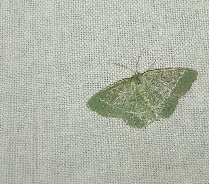 Chlorissa viridata/cloraria