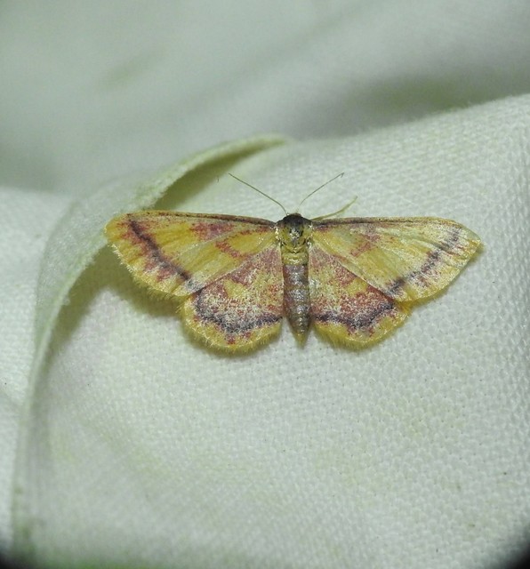 Idaea muricata - mocsári pirosaraszoló