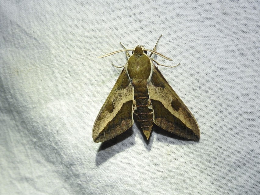 Hyles euphorbiae - kutyatejszender
