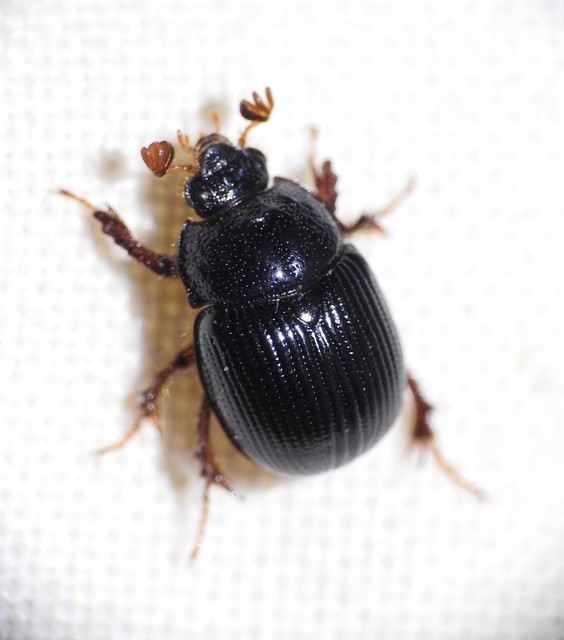 Odonteus armiger - mozgószarvú álganéjtúró