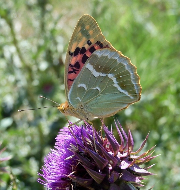 Argynnis pandora - zöldes gyöngyházlepke