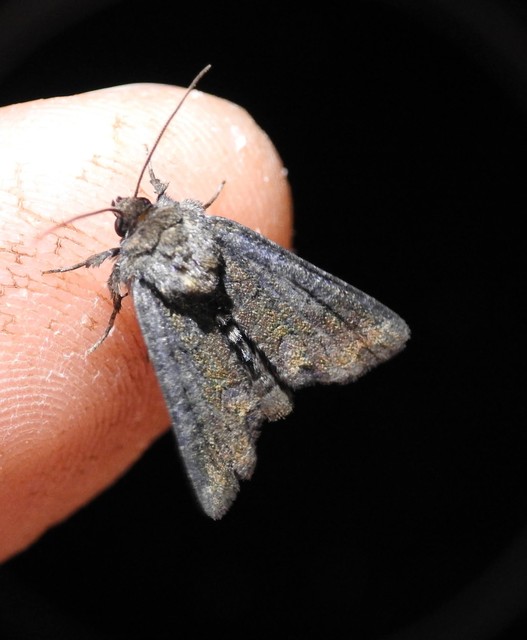 Oligia strigilis/latruncula/versicolor