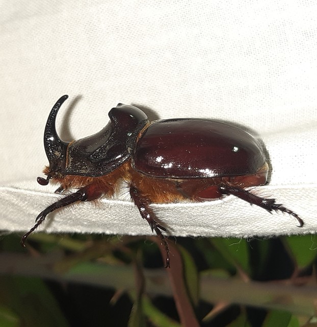 Oryctes nasicornis - orrszarvú bogár