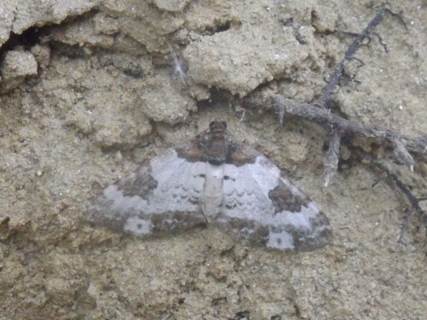 Melanthia procellata - hullámos tarkaaraszoló