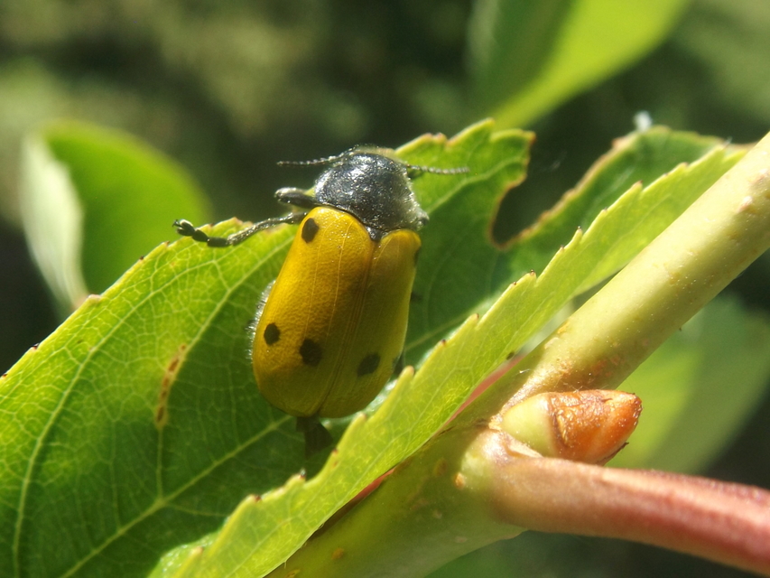 Lachnaia sexpunctata - szőrösnyakú zsákhordóbogár