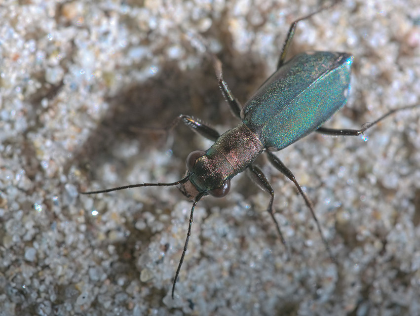 Cylindera germanica - parlagi homokfutrinka