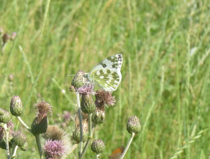 Pontia edusa - rezedalepke
