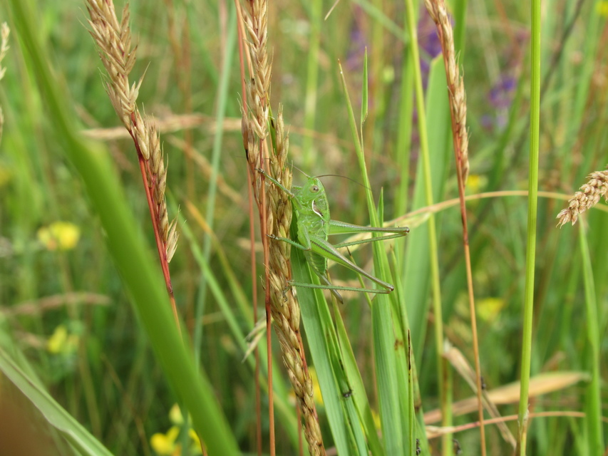 Gampsocleis glabra - tőrös szöcske