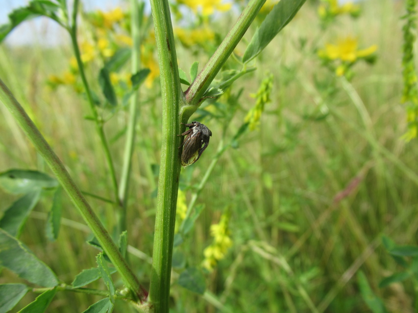 Centrotus cornutus - szarvaskabóca