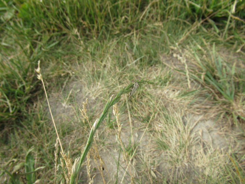 Chrysocramboides craterella - rácsos fűgyökérmoly