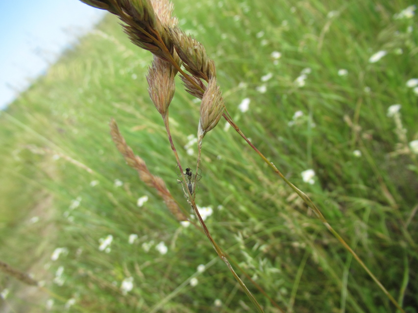 Oxyopes lineatus