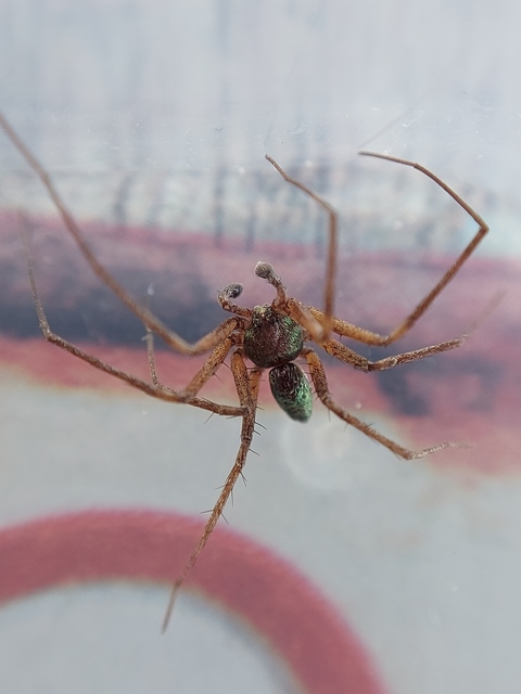 Philodromus aureolus - aranyos fürgekarolópók