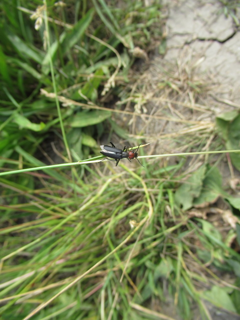 Epicauta rufidorsum - hollóbogár