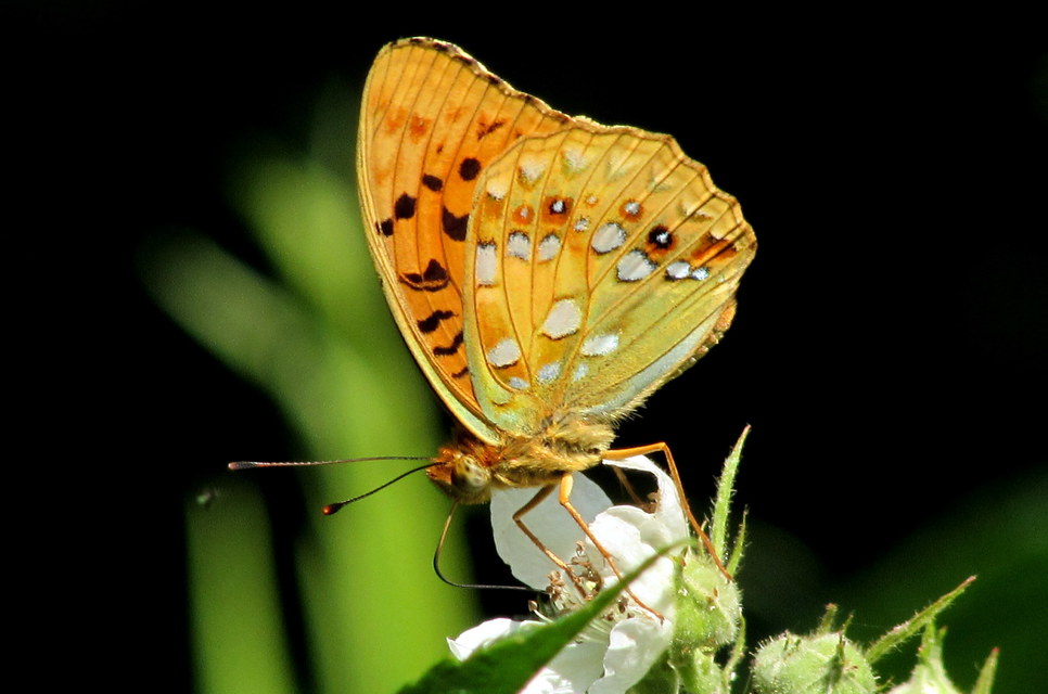 Argynnis adippe - ezüstös gyöngyházlepke