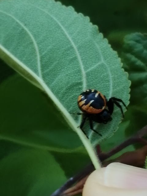 Synema globosum - fekete-sárga karolópók